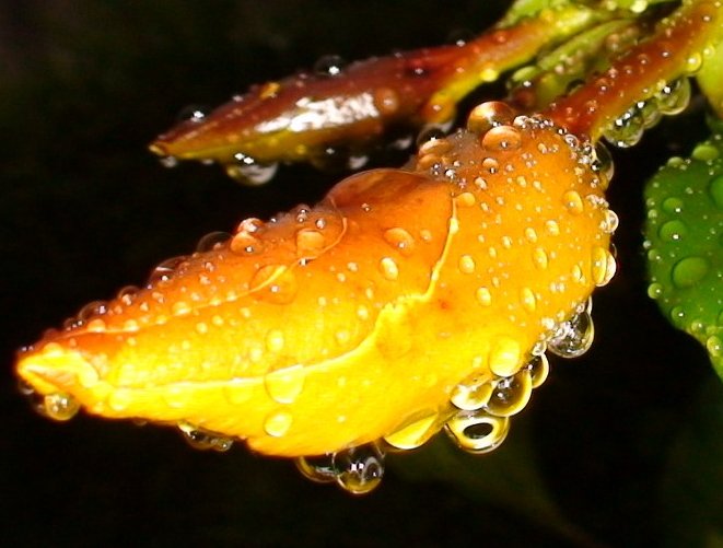 Yellow allamanda,, yellow bell, angel's trumpet, buttercup flower, bunga akar kuning, wilkens-bita, 